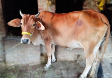 Kahverengi İnek Ahır 'da Duruyor