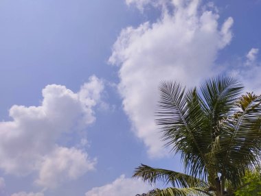 Mavi Gök ve Kabarık Bulutlu Tropikal Hindistan cevizi Palmiyesi