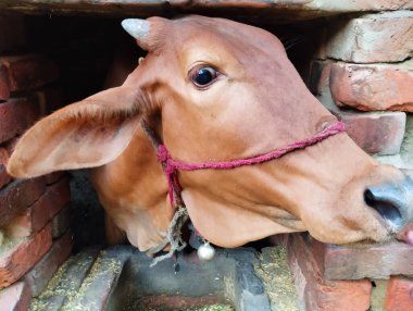 İnek Tuğla Kaplamalı İp Halter ile