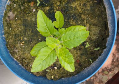 Mavi Saksıda Genç Tulsi Bitkisi
