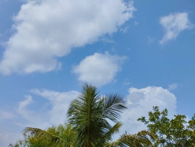 Palmiye ağaçları ve kabarık bulutlu Tropikal Gökyüzü