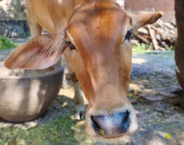 Kahverengi İneğin Komik Yakın Çekim Portresi