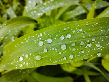 taze yeşil yaprak çiy ile damla