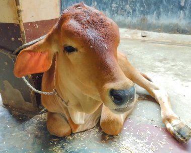 Şirin Buzağı Evde Dinleniyor Sakin İfadesiyle