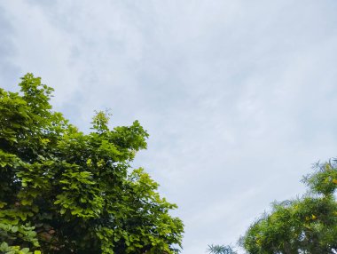 Bulutlu Mavi Gökyüzünün Altında Güzel Yeşil Ağaçlar