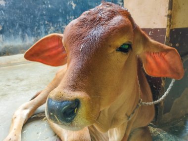 İçerde Dinlenen Genç Bir Buzağının Yakın Çekimi