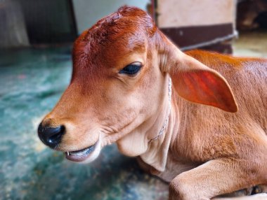 Barışçıl Dinlenen Bir Buzağının Yan Profili