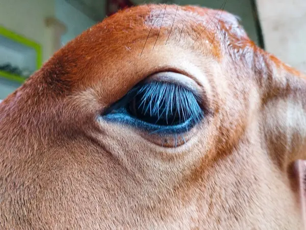Uzun kirpikli Bir Baldır Gözünün Aşırı Yakın Çekimi
