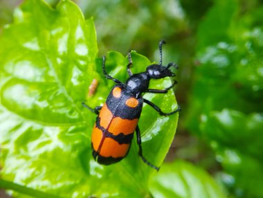 Kırmızı ve Siyah Böceğin Yeşil Yapraklı Turuncu Noktalı Makro Vuruşu
