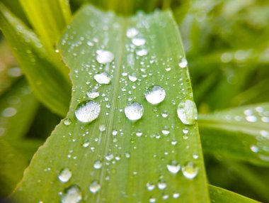 Taze Yeşil Çimen Yaprağı Yağmur Damlaları Duvar Kağıdı ile