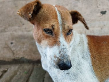 Kahverengi ve Beyaz Sokak Köpeğinin Yakın Çekimi Üzgün ve Etkileyici Gözleriyle