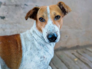 Masum Gözlü Bir Sokak Köpeğinin Masum Yakın Çekim Portresi
