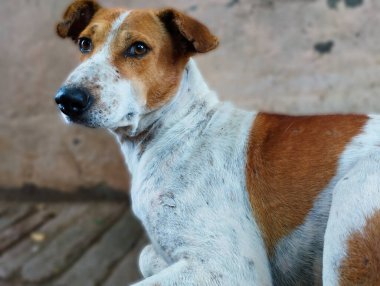 Kahverengi ve Beyaz Gözlü Köpeğin Yakın Çekim Portresi