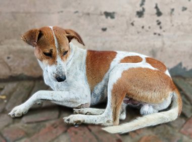 Kahverengi ve Beyaz Sokak Köpeği Tuğla Döşemede Dinleniyor