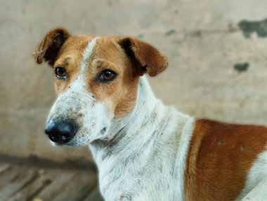 Kahverengi ve Beyaz Köpeğin Sevimli Yakın Çekim Portresi