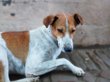 Kahverengi ve Beyaz Köpek Kaldırılmış Pençeyle Oturuyor