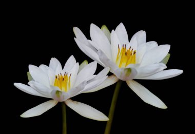 Siyah Arkaplanda İkiz Beyaz Su Zambakları