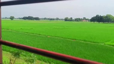 Yemyeşil çeltik tarlaları Tren Penceresinden