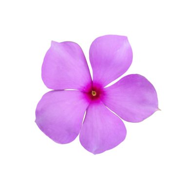 Güzel Pembe Periwinkle Çiçeği