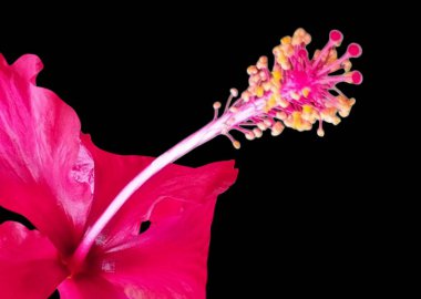 Canlı Pembe Hibiscus Çiçek Damgasının Yakın Çekimi