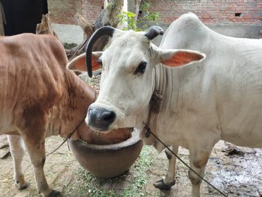 Zebu Sığırları Kırsal Avluda Yemek Paylaşıyorlar