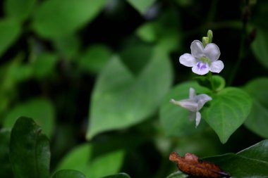 Close-up shot of white flowers in the garden on blurred foliage background.