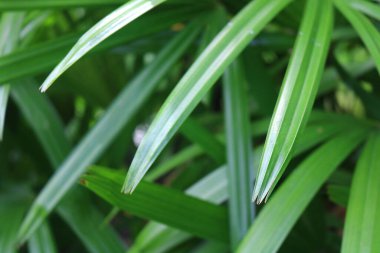 A close-up shot of a blurred green leaf for the background.