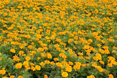 Photo of many marigolds in a blooming garden