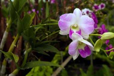 Close-up shot of orchid flowers in the garden on blurred background.