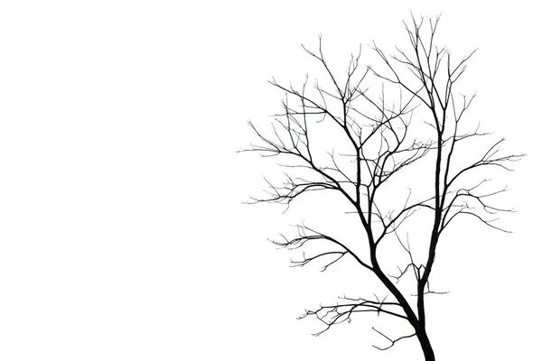 Leafless winter tree with long bare branches, isolated on white background.  3D rendering. Stock Illustration