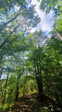 Piatra Corbilor (Piatra lui Dan) Tarnita 'da orman manzarası yürüyüşü, Cluj 19