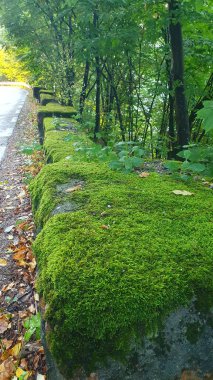 Green moss ridden street side wall in the woods at Tarnita Lake, Cluj, Romnia clipart