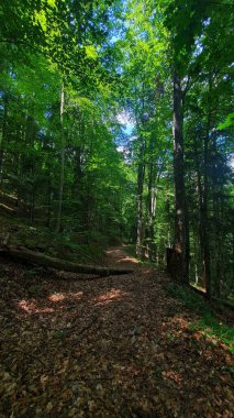 Yaşlı ağaç gövdesi yazın ormanda bir yürüyüş yolunda yere düşmüştü. Ijar, Tarnita, Cluj, Romanya