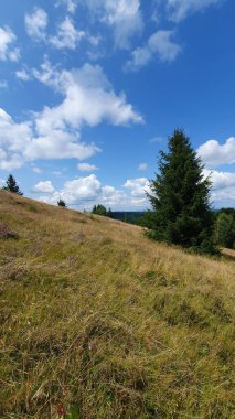 Dağ manzaralı yeşil çimenler, çam ağaçları, mavi gökyüzü ve yaz gününde beyaz bulutlar. Ijar, Tarnita, Cluj, Romanya