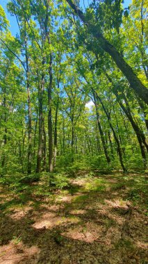 Ormanda boş bir yolda yürüyorum. Yeşil uzun ağaçlar. Beyaz bulutlu mavi gökyüzü. Yaz gününde güneş parlıyor. Yürüyüş yapıyorum. Sf. İyon, Cluj, Romanya