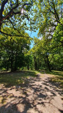 Yeşil bir ormanda yürüyüş parkurunda yürüyorum. Yeşil yapraklı dalların arasından güneş parlıyor. Yaz mavisi gökyüzü. Feleac, Cluj, Romanya