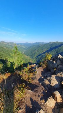 Kayalık dağın tepesinden görülen yeşil vadi. Çam ormanları ve mavi gökyüzü. Güneşli bir yaz günü. Güzel yürüyüş parkuru. Tacla Gavrii, Marisel, Cluj, Romanya