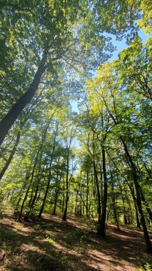 Güneşli bir günde ormanda yürüyorum. Uzun yeşil ağaç dallarından oluşan bir gölgelikten mavi gökyüzüne bakıyorum. Sf Ion, Cluj, Romanya