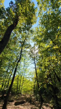 Güneşli bir günde uzun ağaçlarla ormanın güzel manzarası. Açık mavi gökyüzü ile kontrastlı parlak yeşil dallar. Faget, Cluj, Romanya