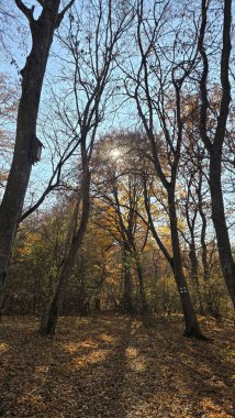 Sonbahar ormanındaki bir yürüyüş yolunda güneş dalların arasından parlıyor. Uzun yapraksız ağaçlar ve yerde sonbahar yaprakları. Cluj, Romanya