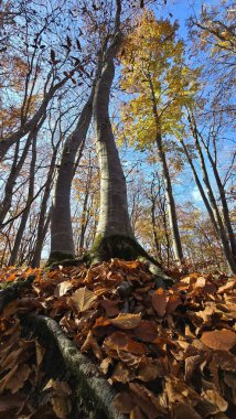 Ağaç gövdesi, ön planda yosun ve sonbahar yaprakları. Ağaçlardaki sarı yapraklar arka planda mavi gökyüzü ile tezat oluşturuyor. Cluj, Romanya