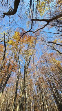 Ormanda yürüyüş parkurunda yürümek, ağaçların tepesine bakmak. Mavi gökyüzü ile altın yaprak kontrastı. Cluj, Romanya