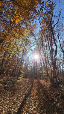 Sonbaharda ormanda yürüyüş yapan ağaçların dallarında parlayan güneş. Altın yapraklar, mavi gökyüzü. Cluj, Romanya