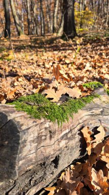 Ağaçların gövdesindeki yeşil yosunların yakın plan görüntüsü. Sonbaharda orman yürüyüşü parkurunda. Güneş kuru yaprakların üzerinde parlıyor. Cluj, Romanya