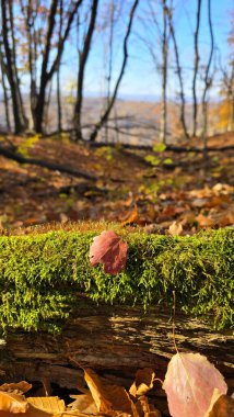 Kırmızı yaprak, güneşli bir sonbahar gününde orman zemininde yeşil yosun kaplı bir gövdeye düştü. Mavi gökyüzü ve arka planda dağ manzarası. Cluj, Romanya