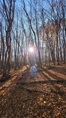 Sonbaharda uzun ağaç dallarının arasından parlayan güneş bir orman yürüyüş parkurunda. Yerde altın yapraklar, açık mavi gökyüzü. Cluj, Romanya