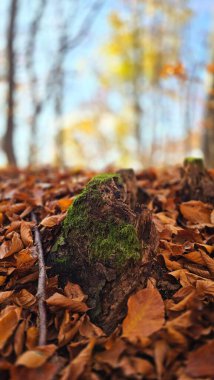 Ağaçların gövdesindeki yeşil yosunlar güneşli bir sonbahar gününde ormanda altın yapraklarla çevrilidir. Cluj, Romanya