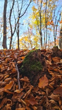 Ağaçların gövdesindeki yeşil yosunlar güneşli bir sonbahar gününde ormanda altın yapraklarla çevrilidir. Cluj, Romanya