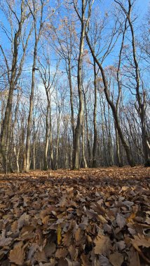 Orman manzarası, uzun yapraksız ağaçlar, yerde kahverengi yapraklar ve güneşli bir kış gününde mavi gökyüzü. Cluj, Romanya