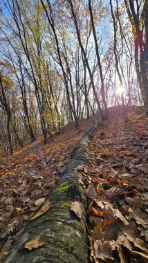 Yeşil yosun ağacı gövdesi orman zemininde, güneşli bir sonbahar gününde altın kahverengi yapraklarla çevrili. Cluj, Romanya